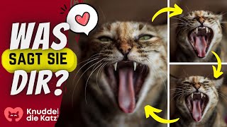 Katzensprache: So Verstehst Du Deine Mieze! 💬