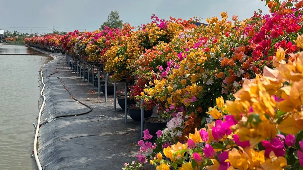 Ngày 23/12 vườn hoa giấy Thanh Nguyên giao lưu sỉ và lẻ siêu đẹp bao phí ship ☎️0765.998.660