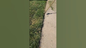 Straight edging with Stihl FS91R #stihl #trimmer #edger #edging #lawncare #satisfying #shorts