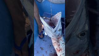 Attention Les Doigts Pêche Barracuda 974