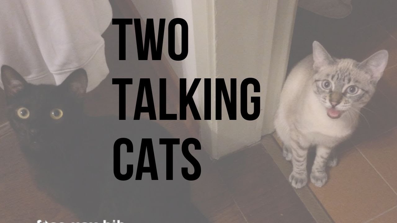 my talking cats! YouTube