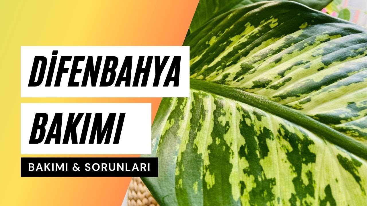 Difenbahya Bakımı Nasıl Olmalı? | 🪴Ev Yeşili ile Bitki Bakımı