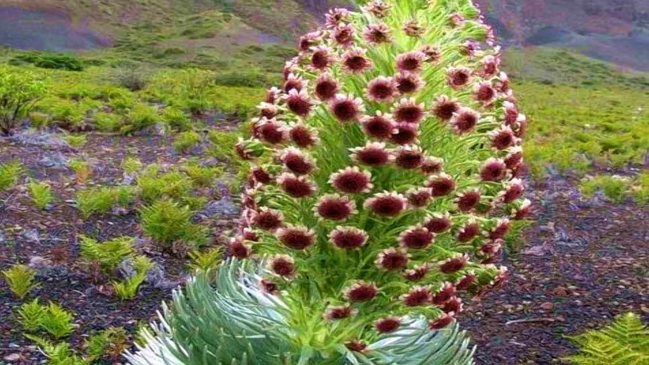 Flowers never seen before! (HD1080p)