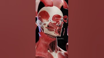 ولقد خلقنا الانسان من سلالة من طين#سورة_المؤمنون#ياسر_الدوسري سورة المؤمنون من ١٢ إلى ١٦#سبحان_الله