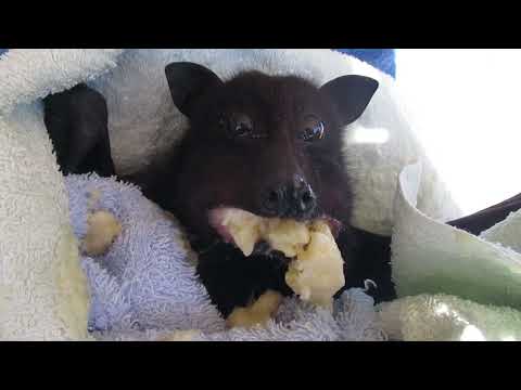 Ravenous Batty Cookie Smashes Her Banana After Rescue