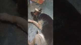 samjhe ki nhi 😊😊🤣2026#ytshorts #funny #petsrule #puppey #comedy#trendingshorts