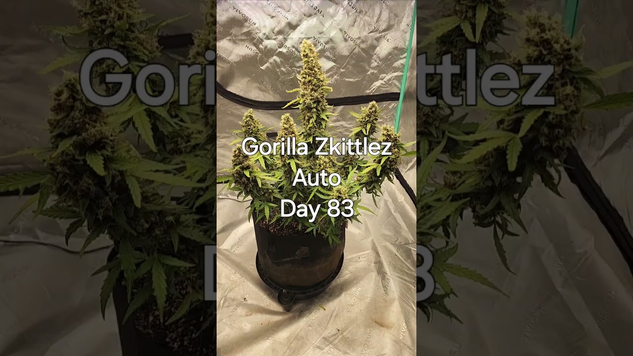 Gorilla Zkittlez Auto - Day 83 - A Fast Buds Freebie!