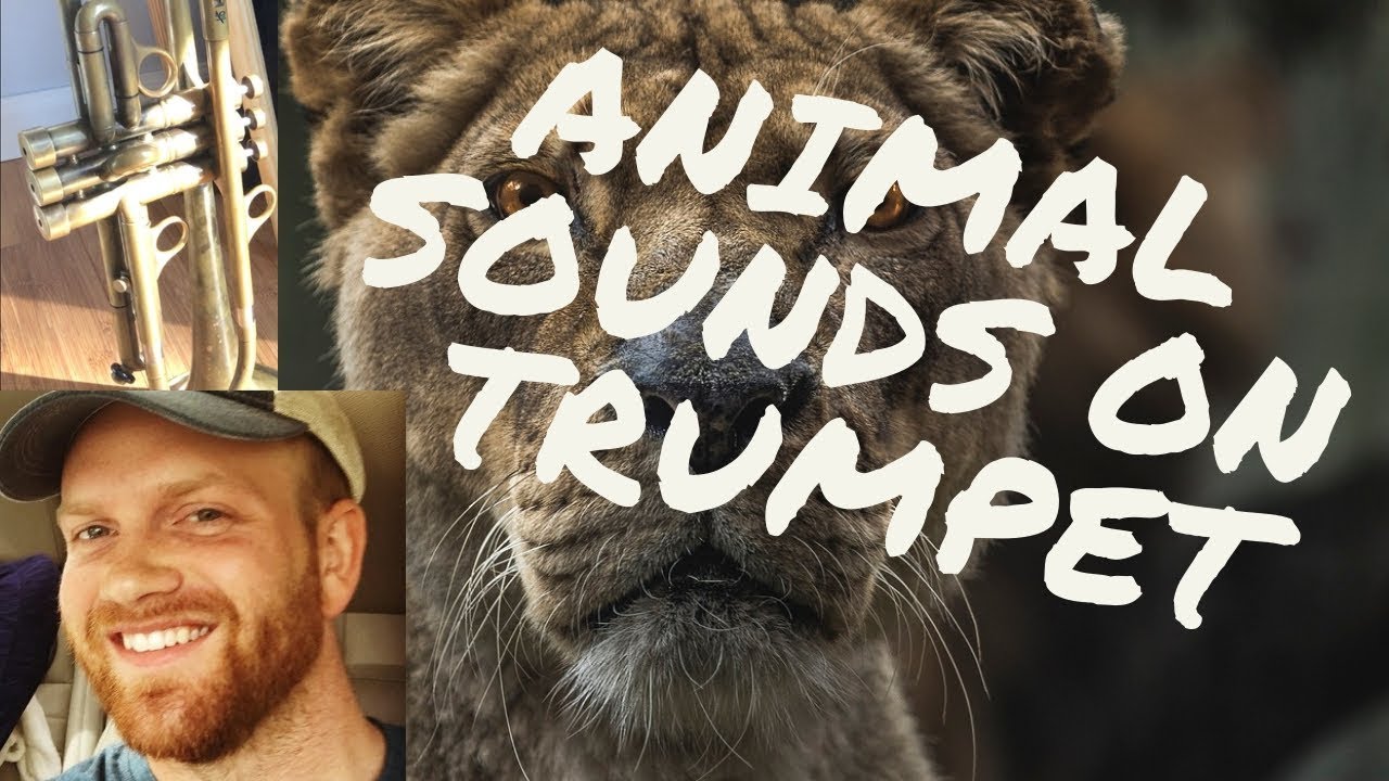 Animal Sounds on Trumpet - YouTube