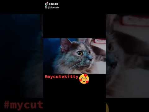 kittycute - YouTube