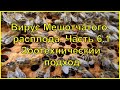 ❤ Вирус Мешотчатого расплода пчёл. Часть 6.1 Лечение зоотехническими методами ❤