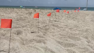 Online Original: Sea Turtle Nesting Season Safety