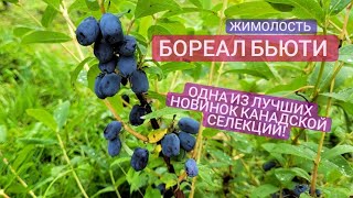 Жимолость Бореал Бьюти. Обзор сорта в Калининградской области. Лето 2022