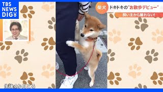 足のプルプルが止まらない…初めての散歩が「不安すぎる」柴犬が話題｜TBS NEWS DIG