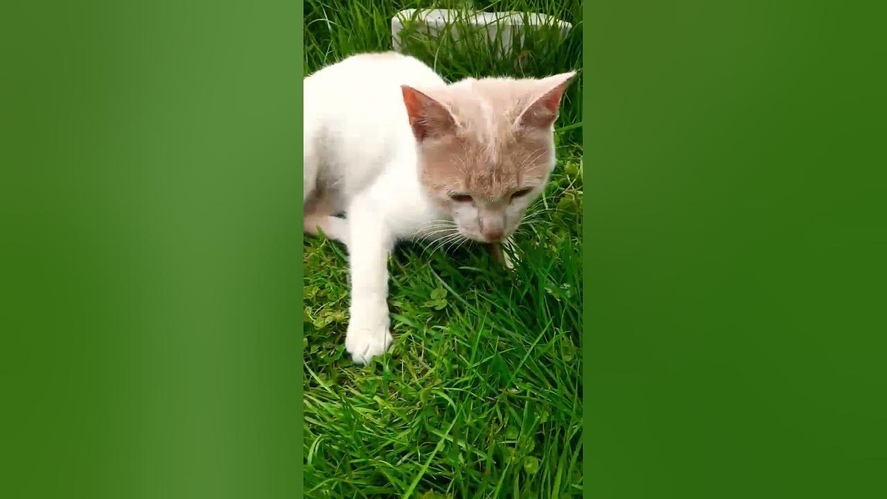 #квіти #кіт #котик #котик - YouTube