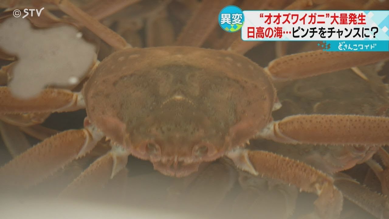 Abnormality in the ocean: Mass outbreak of giant snow crabs