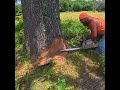 How a Logger Cuts Down a Tree