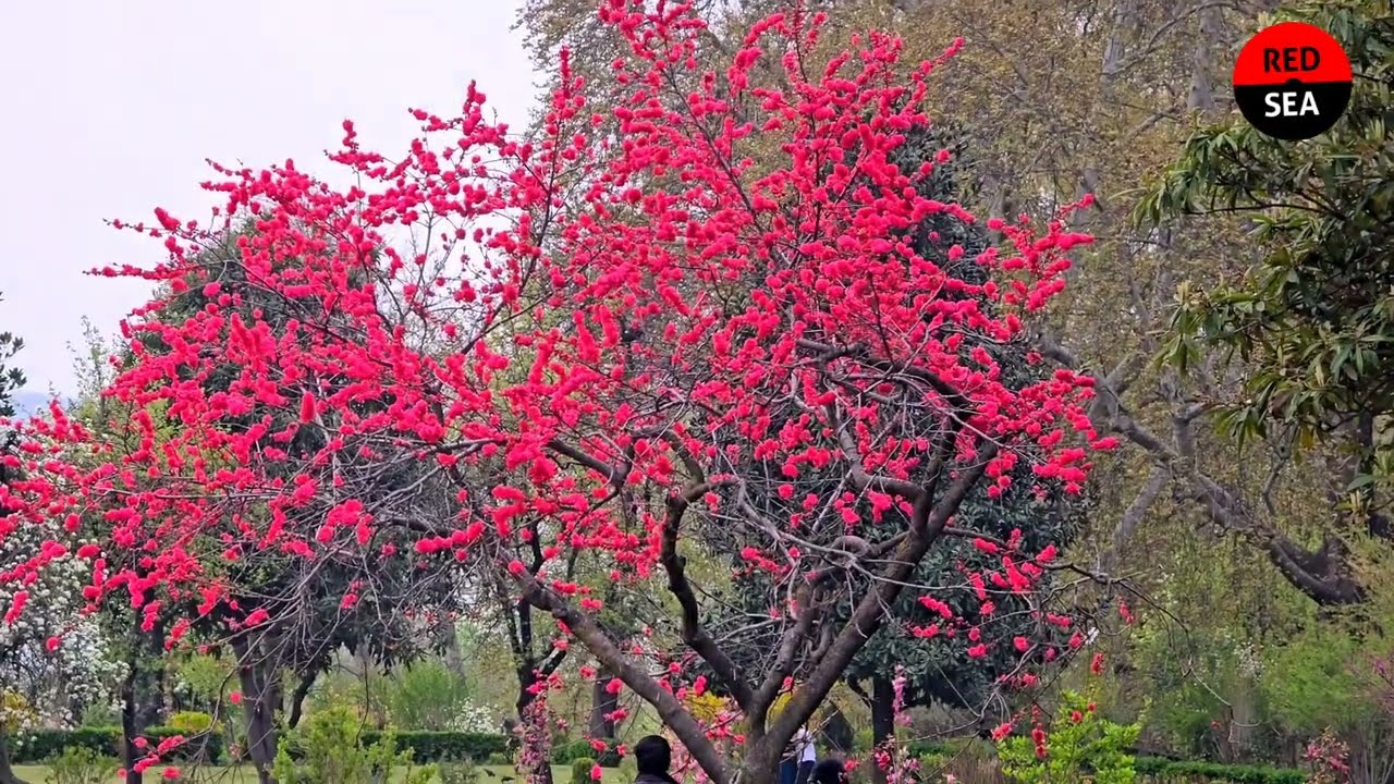 Shalimar Mughal Garden Srinagar | Paradise Garden of Kashmir | Shalimar Bagh Tour 2025