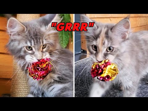 Can Cats Eat Cheetos  : Unveiling the Truth