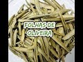 FOLHA DE OLIVEIRA - EXCELENTE EMAGRECEDOR E PARA PRESSÃO ALTA