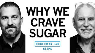 Why Do We Crave Sugar? | Dr. Charles Zuker \& Dr. Andrew Huberman