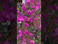 #azalea #flowerlove #pink