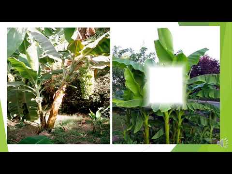 Chủ đề: văn bản thuyết minh 2