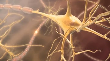 Neurotransmitters: Learn@Visible Body