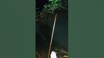 Câm câu cá lóc đồng #fishing #xuhuong #cauca #calocdong #shorts