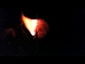 Dandelion burn slow mo - night