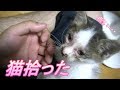 田んぼで拾った猫を育てる
