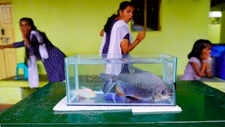 'ஐயோ அம்மா ' மனிதனை கடிக்கும்  பெரிய 'Monster PIRANA' மீன் வாங்கியாச்சு.. |Mrs.Abi 2.0