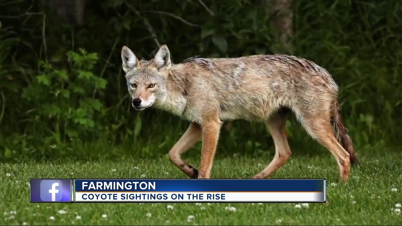 Coyote Sightings On The Rise In Farmington Youtube