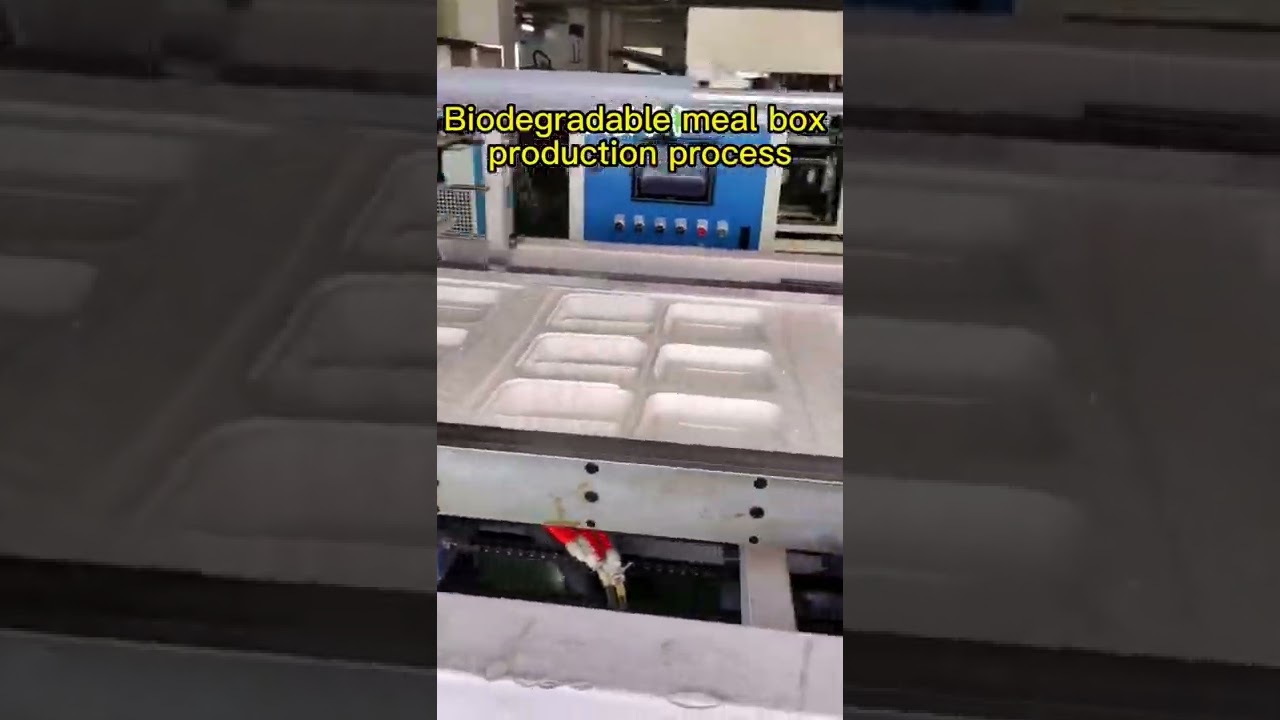 Biodegradable meal box production process 