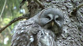 LAPPUGGLA  Great Grey Owl  (Strix nebulosa)  Klipp - 3439