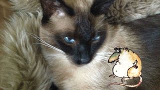 Не ловят уж коты мышей и ждут подарки с магазина :) Не ловят уж коты мышей и ждут подарки с магазина :)