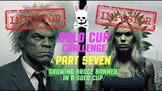 Bruce Banner Autoflower - 18oz cup - Episode 7 - Spider Farmer SF2000