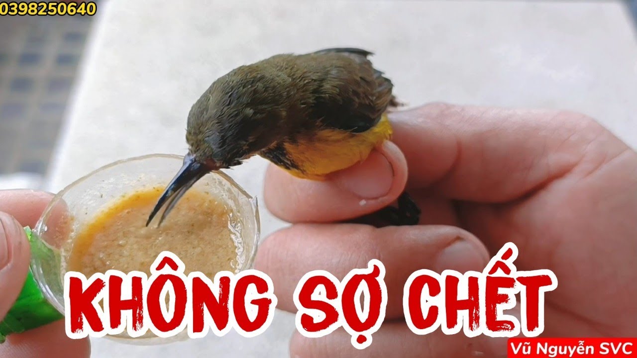 CÁCH GIỮ CHIM HÚT MẬT LUÔN KHỎE MẠNH, KHÔNG XU, KHÔNG SI VỪA MỚI BẪY VÀ ĐANG VÔ CÁM.