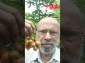 PEANUT BUTTER FRUIT #fruit  #plant #plants ##taste #peanuts #butter #shorts