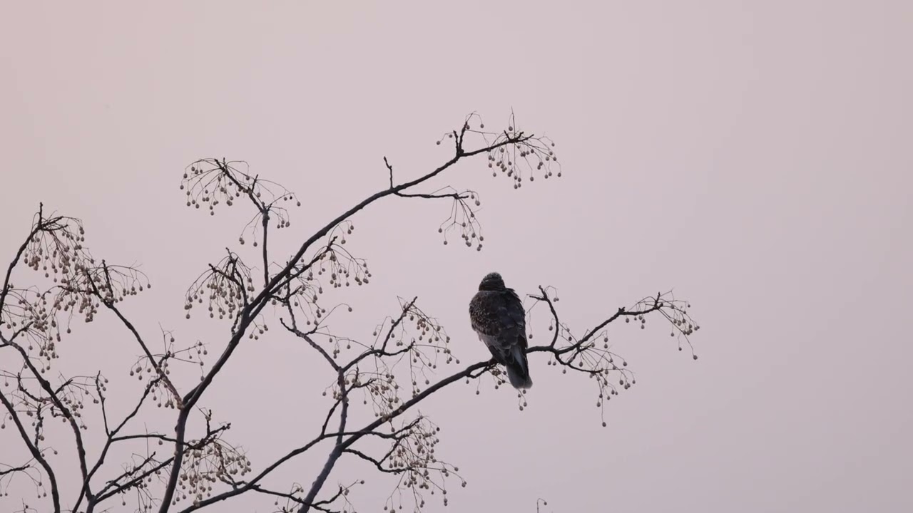 大陸型チュウヒ　センダンの木に止まり　お手入れします
