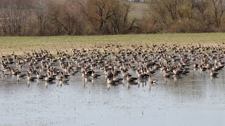 Тысячи гусей. Anser albifrons. Птицы Беларуси. by Владимир Бондарь 1,872 views 1 month ago 21 minutes