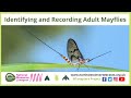 Identifying &amp; Recording Adult Mayflies