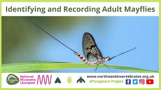 Identifying &amp; Recording Adult Mayflies