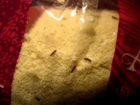 Инструкция Для Обработки Хлебного Шкафа