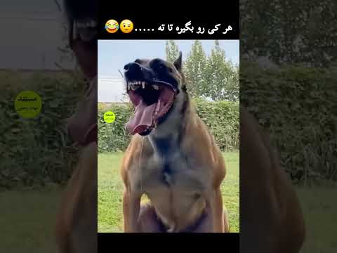 ما را دنبا ل کنید و از مستندهای حیات وحش با موضوعات کامل لذت ببرید