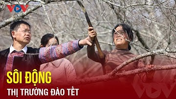 Sôi động thị trường đào Tết trên cao nguyên Mộc Châu | Báo Điện tử VOV