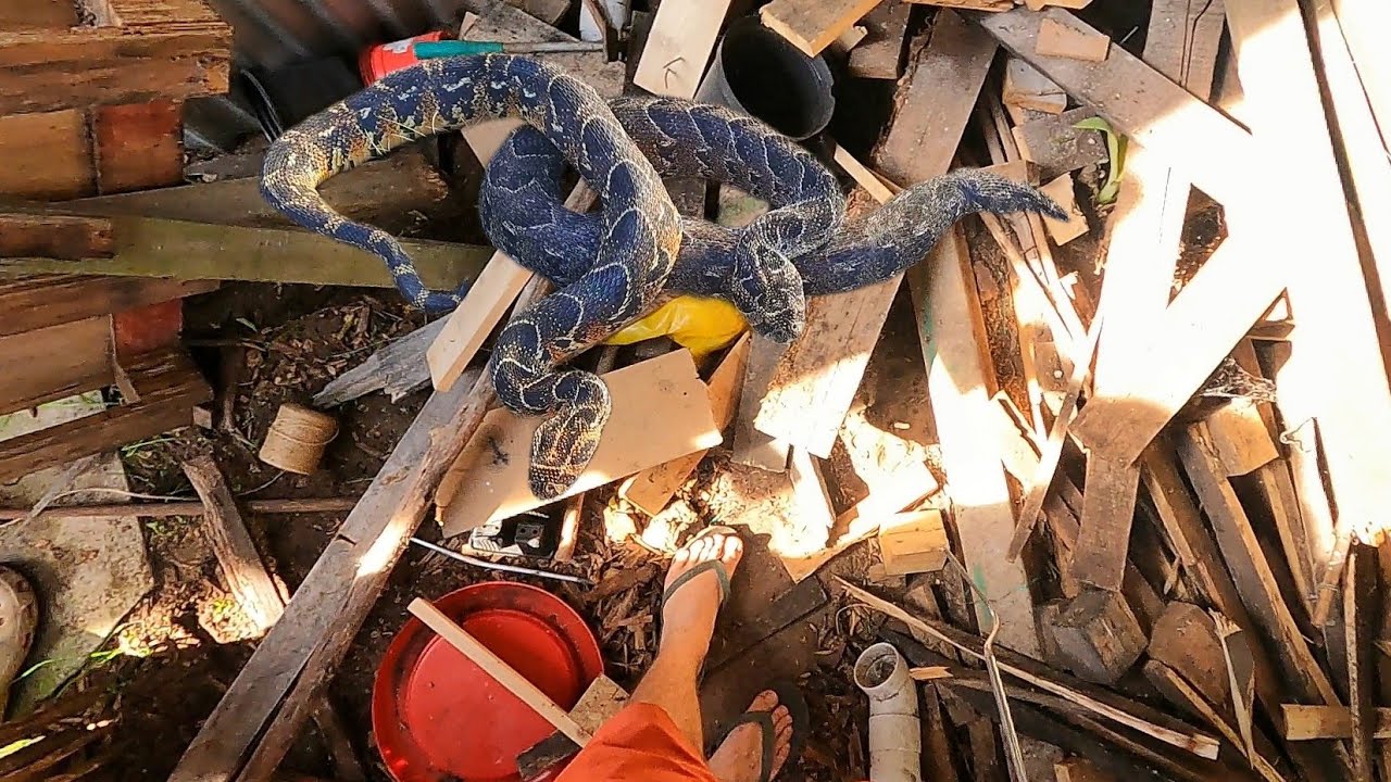 2 Venomous Puff Adders Living in the Shed!