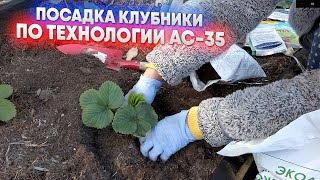 видео: Как сажать клубнику по технологии АС 35 картинка: Как сажать клубнику по технологии АС 35
