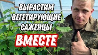 видео: Вегетирующие саженцы винограда: посадка ,полив,уход. картинка: Вегетирующие саженцы винограда: посадка ,полив,уход.
