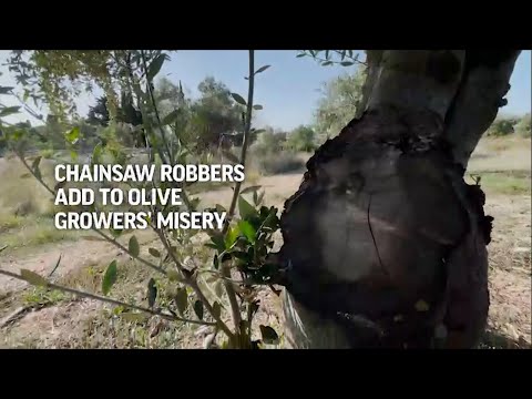 Chainsaw robbers add to olive growers’ misery