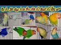 Love Birds Ke Breeder Pairs Le Gao | Saud Bhai Love Birds Mutation Setup In Karachi